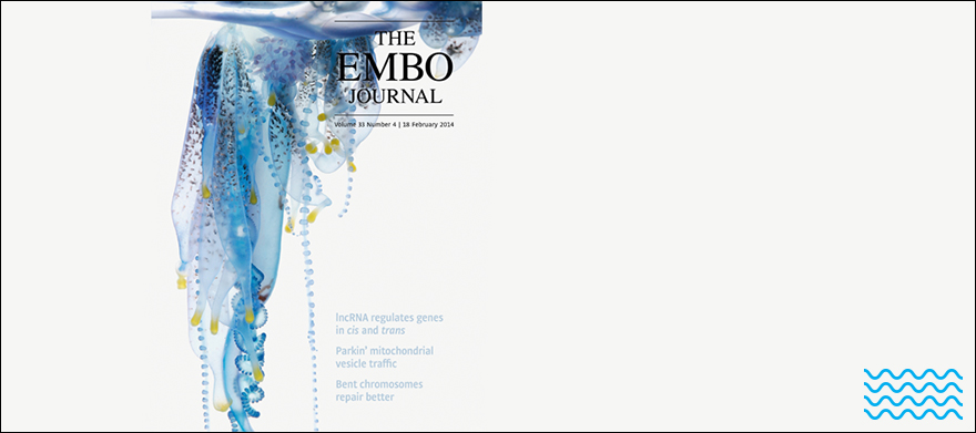 Kahi Kai Images wins the 2014 EMBO Journal Cover Contest!