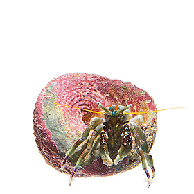 Hermit crab / Mattias Ormestad