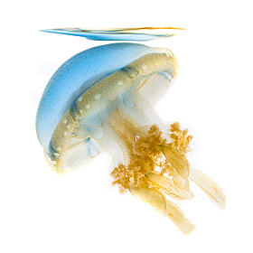 Lagoon jelly / Mattias Ormestad