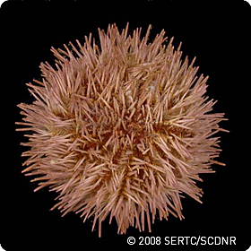 Lytechinus variegatus