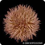 Lytechinus variegatus