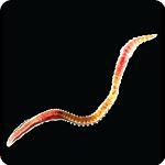 Capitella teleta (former Capitella sp. I)