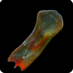 Convolutriloba longifissura