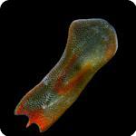 Convolutriloba longifissura