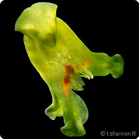 Convolutriloba macropyga