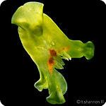 Convolutriloba macropyga