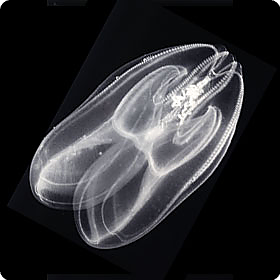 Mnemiopsis leidyi