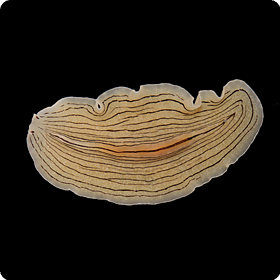 Prostheceraeus vittatus