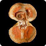 Terebratalia transversa