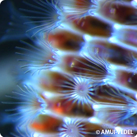 Membranipora membranacea