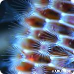 Membranipora membranacea