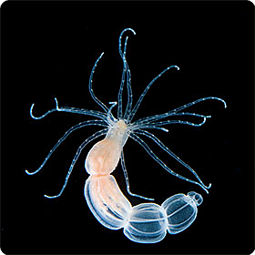 Nematostella vectensis