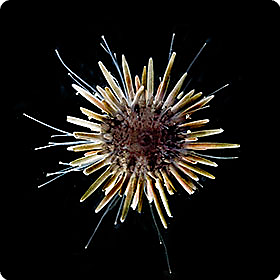 Paracentrotus lividus