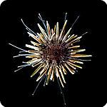 Paracentrotus lividus