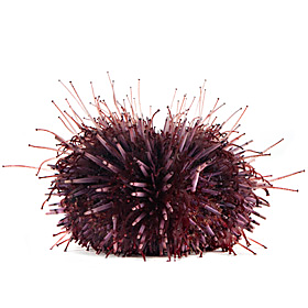 Strongylocentrotus purpuratus
