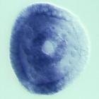 rkhd RNA in situ - Wildtype, click for more info!