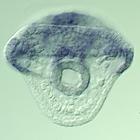 rkhd RNA in situ - Wildtype, click for more info!