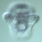 rkhd RNA in situ - Wildtype, click for more info!