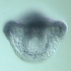 rkhd RNA in situ - Wildtype, click for more info!