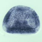 rkhd RNA in situ - Wildtype, click for more info!