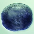 rkhd RNA in situ - Drug treatment, click for more info!