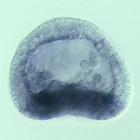rkhd RNA in situ - Wildtype, click for more info!