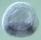 rkhd RNA in situ - Wildtype, click for more info!