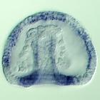 rkhd RNA in situ - Wildtype, click for more info!