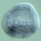 rkhd RNA in situ - Wildtype, click for more info!