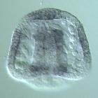 rkhd RNA in situ - Wildtype, click for more info!