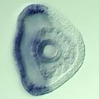 rkhd RNA in situ - Wildtype, click for more info!