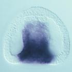 bhmt RNA in situ - Drug treatment, click for more info!