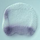 brachyury RNA in situ - Drug treatment, click for more info!