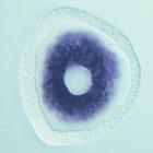 bhmt RNA in situ - Drug treatment, click for more info!