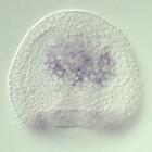 brachyury RNA in situ - Drug treatment, click for more info!
