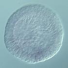 ske-T RNA in situ - Drug treatment, click for more info!