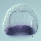 bhmt RNA in situ - Drug treatment, click for more info!