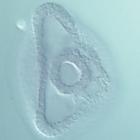 ske-T RNA in situ - Drug treatment, click for more info!