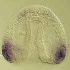 pax2/5/8 RNA in situ - Wildtype, click for more info!