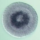 nlk RNA in situ - Wildtype, click for more info!