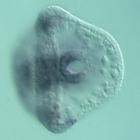 nlk RNA in situ - Wildtype, click for more info!