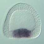 ets 1 RNA in situ - Drug treatment, click for more info!