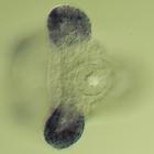 pax2/5/8 RNA in situ - Wildtype, click for more info!