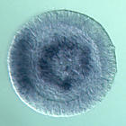 fgfr1 RNA in situ - Wildtype, click for more info!