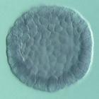 nlk RNA in situ - Wildtype, click for more info!