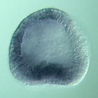 fgfr1 RNA in situ - Wildtype, click for more info!