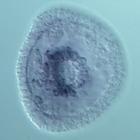 nlk RNA in situ - Wildtype, click for more info!