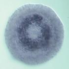 nlk RNA in situ - Wildtype, click for more info!