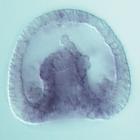 nlk RNA in situ - Wildtype, click for more info!