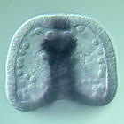 fgfr1 RNA in situ - Wildtype, click for more info!